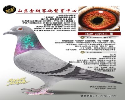 波治成年鸽冠军