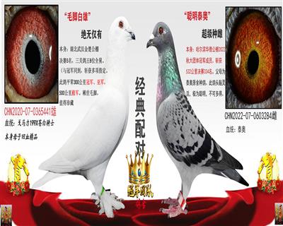 毛脚白雄X聪明泰奥