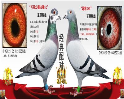 公棚决赛52名X环宇9名女儿