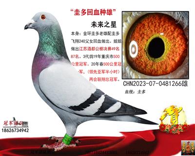 冠军团队：圭多未来之星