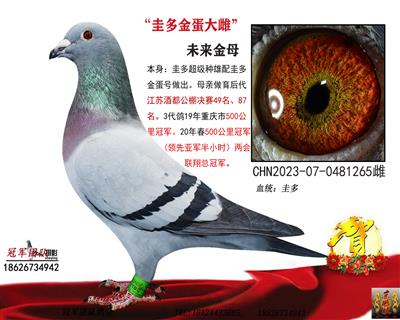 冠军团队：圭多金蛋大雌