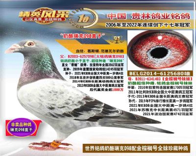 世界铭鸽“奶酪098直子”