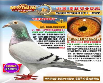 奶酪大铭鸽098孙女