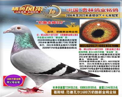 1600万奶酪新金母全姐319