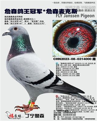 詹森德国鸽王*詹森麦克斯