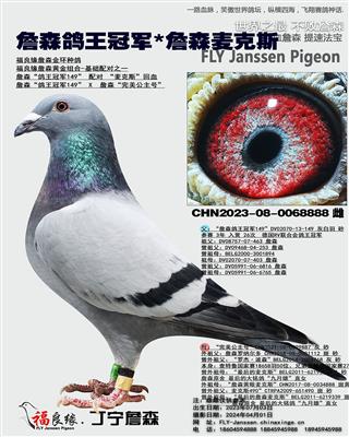 詹森德国鸽王*詹森麦克斯