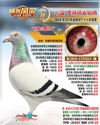 利奥2020年中距离鸽王冠军