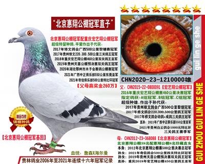 北京惠翔公棚冠军直子