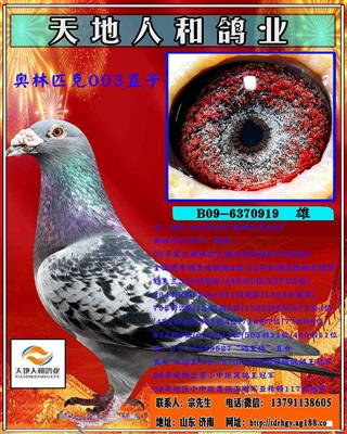 奥林匹克003直子