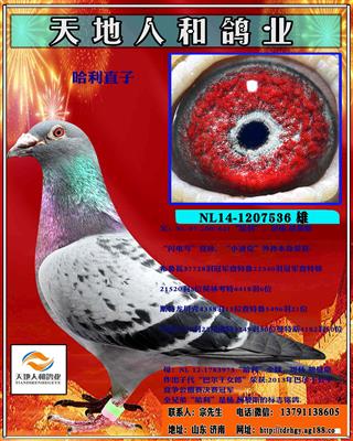 杨.胡曼斯 哈利直子