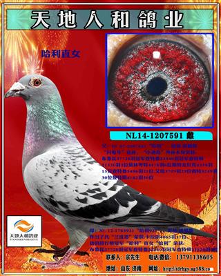 杨.胡曼斯 哈利直女