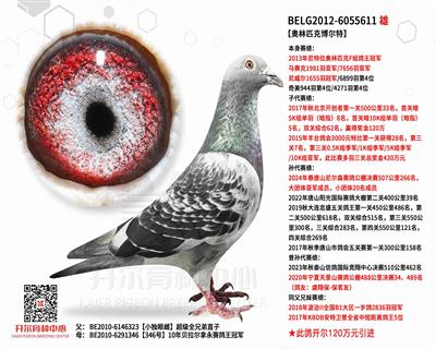 【奥林匹克博尔特】奥林匹克鸽王冠军