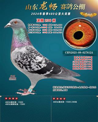 获奖鸽