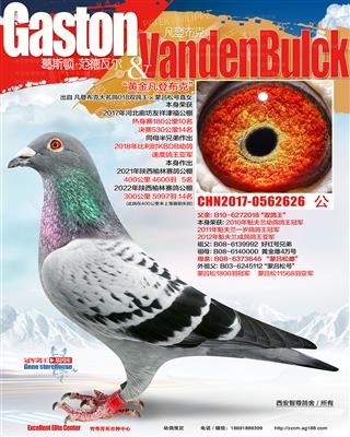 凡登布克双鸽王直子