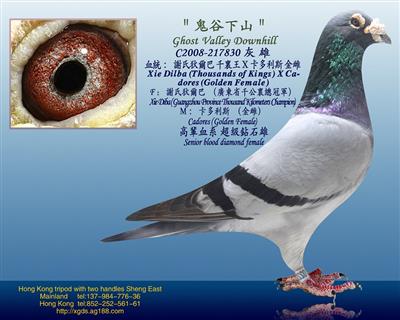 【鬼谷】謝氏狄尔巴