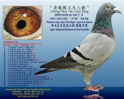 泰王國正大謝氏狄爾巴【池中龍】血糸