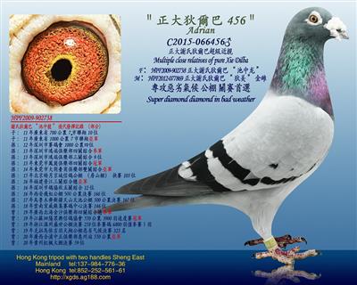 泰王國正大謝氏狄爾巴【池中龍】血糸