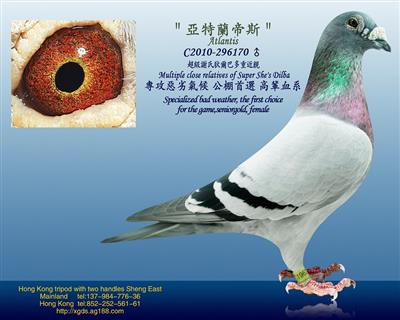 泰王國正大謝氏狄爾巴【池中龍】血糸