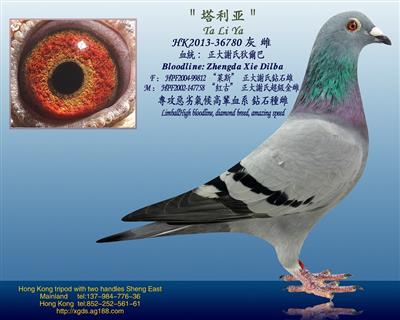 泰王國正大謝氏狄爾巴【池中龍】血糸