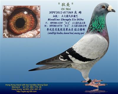 泰王國正大謝氏狄爾巴【池中龍】血糸