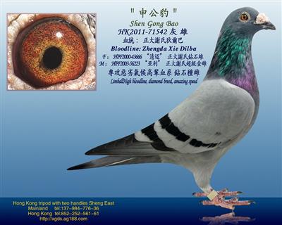 泰王國正大謝氏狄爾巴【池中龍】血糸