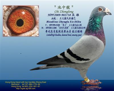 泰王國正大謝氏狄爾巴【池中龍】血糸