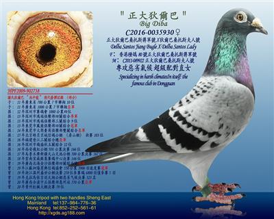 泰王國正大謝氏狄爾巴【池中龍】血糸