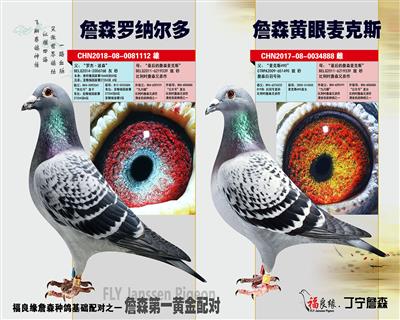 詹森第一黄金配对詹森“麦克斯”回血