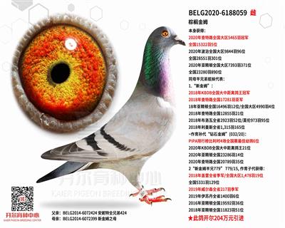 【新金姆】同母半姐妹—【棕榈金姆】