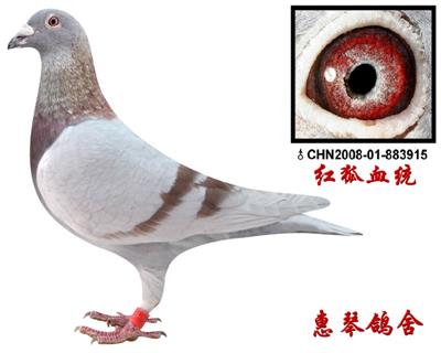 詹森红狐[2008-01-883915]