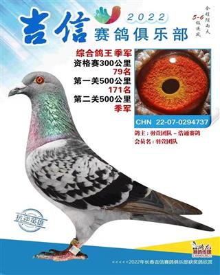 长春吉信季军一鸽王季军