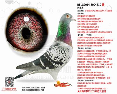 【阿曼多】前无古人的盖世种雄