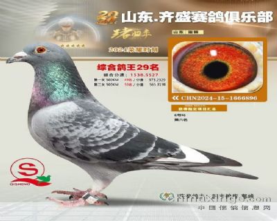 齐盛赛鸽俱乐部鸽王29名