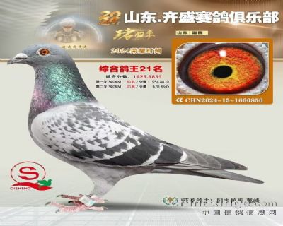 齐盛赛鸽俱乐部鸽王21名