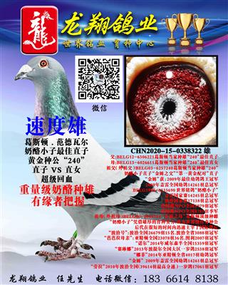 近亲奶酪雄出售