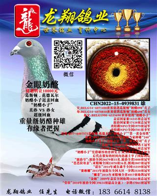 近亲奶酪小子雄出售