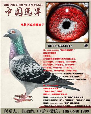 奥林匹克麻鹰直子