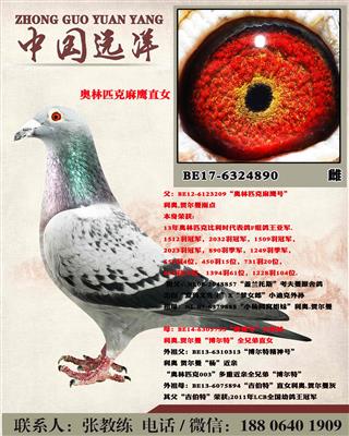 奥林匹克麻鹰直女