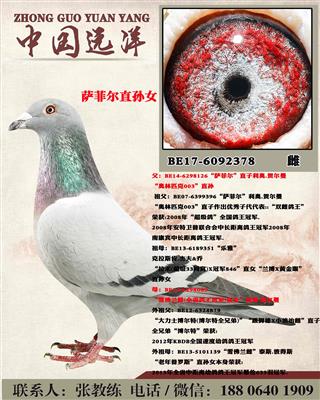 “萨菲尔”直孙女