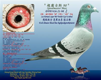 利奥·赫尔曼超级“003”平辈兄“古斯”