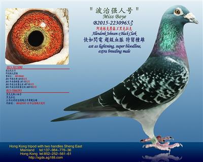 阿连栋克詹森X黑克拉克