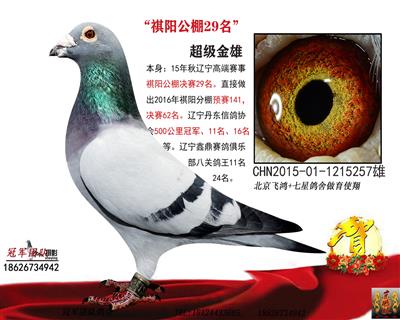 祺阳公棚决赛29名一500公里冠军父亲