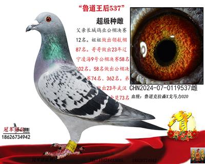 冠军团队：鲁道王后537