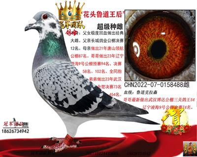 长城鲁道：鲁道花头种雌