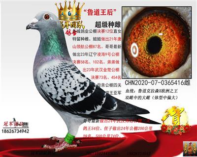 长城鲁道：鲁道王后416