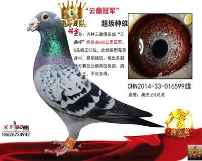 600公里冠军一代枭雄