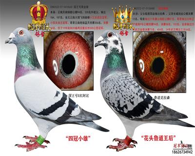 金雄665X鲁道花头王后