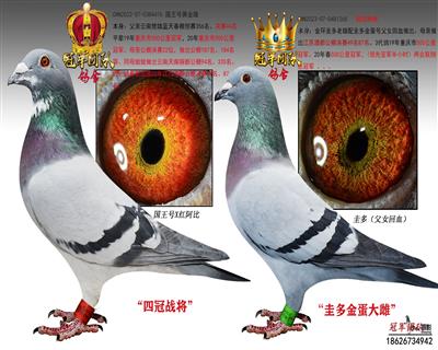 四冠战将X圭多金蛋大雌