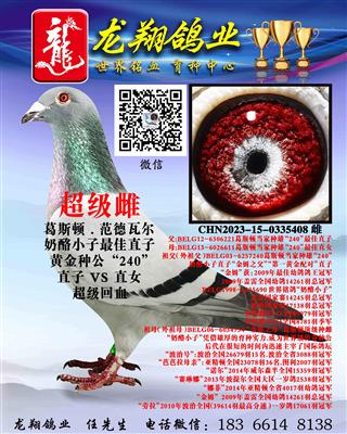 近亲奶酪小子雌出售