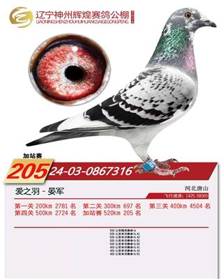 2024年神州辉煌公棚